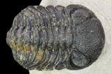 Bargain, Morocops Trilobite - Visible Eye Facets #120033-1